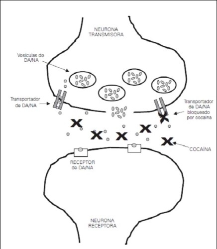 Mecanismo de acción de la cocaína